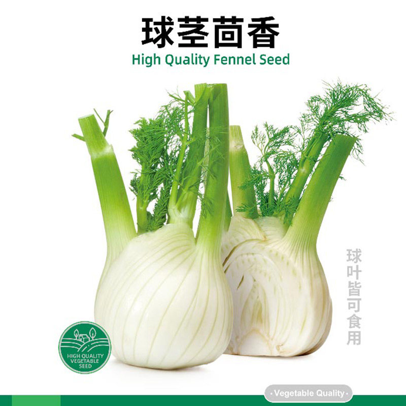 荷兰球茎茴香种子结球小叶回香种籽苗高产四季盆栽菜籽秋后孑 - 实物图
