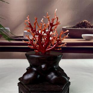 天然阿卡赤血红珊瑚树摆件35.5克有机宝石阿卡沙丁牛血红科西嘉速