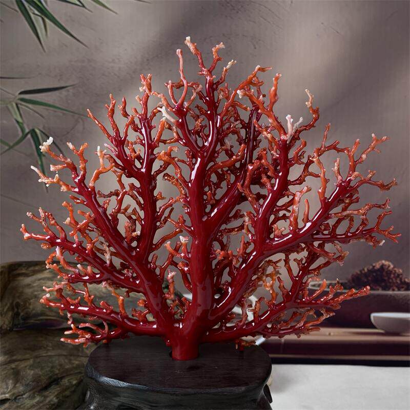 天然阿卡珊瑚树摆件322.5克原色有机宝石赤血红牛血红科西嘉