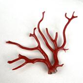 天然原色意大利科西嘉阿卡深海红牛血红黑牛血红珊瑚树摆件25.5颂