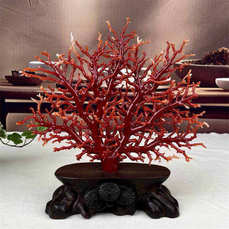 天然阿卡赤血红珊瑚树摆件216.6克原色有机宝石牛血红科西嘉