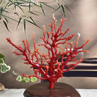 天然赤血红珊瑚树摆件51.3克原色有机宝石阿卡沙丁深海红科西嘉速