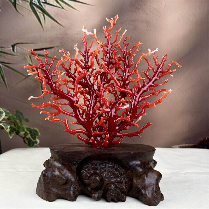 天然日本阿卡珊瑚树摆件165.3克原色宝石阿卡沙丁赤血红科西嘉