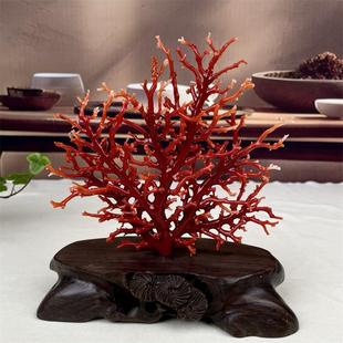 天然阿卡赤血红珊瑚树摆件94.1克有机宝石阿卡沙丁牛血红科西嘉速