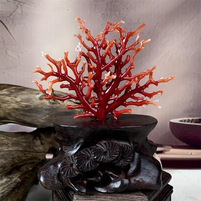 天然日本阿卡珊瑚树摆件45.9克有机宝石阿卡沙丁赤血红科西嘉速