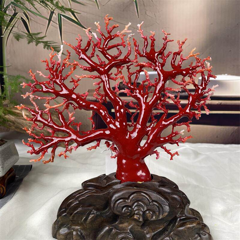 天然阿卡珊瑚树摆件288克原色有机宝石沙丁赤血红牛血红科西嘉