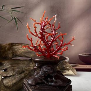 天然阿卡赤血红珊瑚树摆件37.8克有机宝石阿卡沙丁牛血红科西嘉速