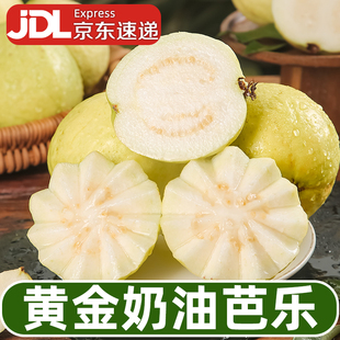 软糯奶油芭乐白心番石榴孕妇水果新鲜蕃潘巴乐鸡屎果糯顺丰 包邮