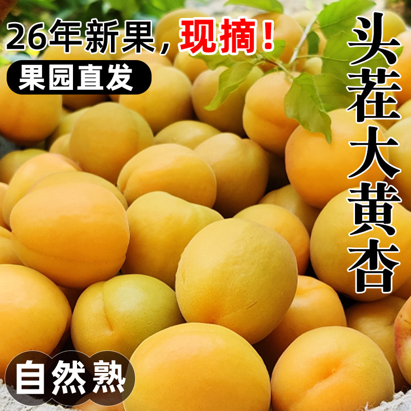 现摘大黄杏子新鲜水果当季陕西时令孕妇酸甜脆鲜杏金太阳5斤包邮