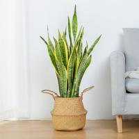 The golden-edge tiger tail lanula potted plant is a lazy plant for indoor living room and office to absorb formaldehyde. It is a large Nordic green plant thumbnail 8