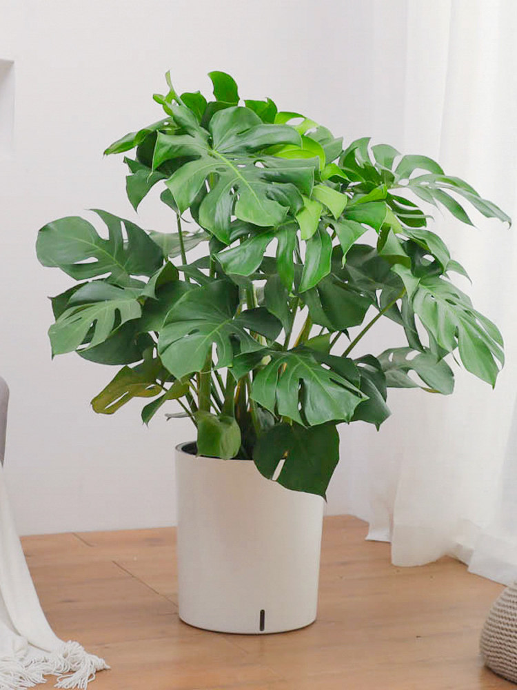 龟背竹盆栽室内客厅大叶开背绿植北欧网红ins净化空气吸甲醛植物