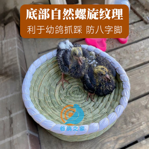 鸽子窝孵蛋专用草窝信鸽鸽子巢窝斑鸠窝繁殖窝鸟窝稻草四季通用窝