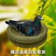 双轮稻草窝鸽子窝孵蛋专用草窝鸽用孵化窝斑鸠繁殖窝鸟窝鸟巢鸽窝