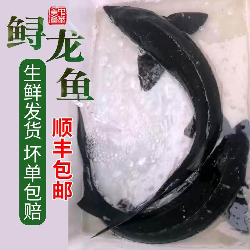 1-20斤鲟龙鱼鲟鳇鱼鲜活现杀生鲜海鲜软骨无刺整条礼品食用淡冷水