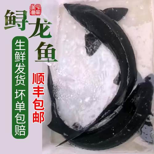 中华活体现杀生鲜火锅食材鲟龙鱼