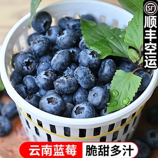 【顺丰空运】云南新鲜蓝莓时令鲜果花香蓝莓1斤装国产蓝莓