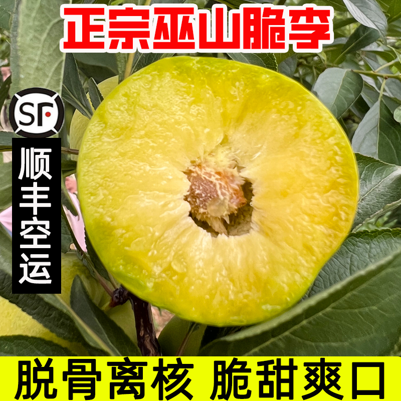 順豐空運(yùn)巫山脆李子重慶青脆李四川脫骨空心李子新鮮水果禮盒裝