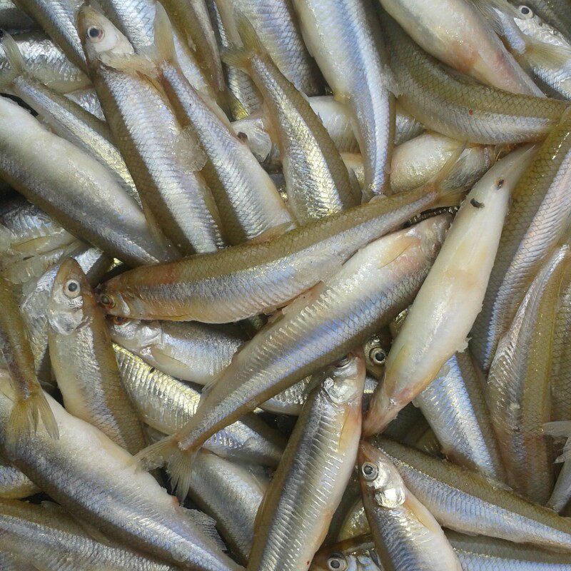 北京郊区水库鱼池沼鱼小公鱼现捞现发黄瓜鱼新鲜到家多春鱼特产