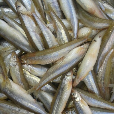 北京郊区水库小公鱼现捞现发