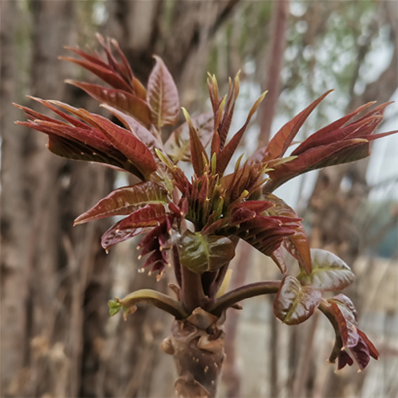 头茬香椿芽现掰现发北京平谷