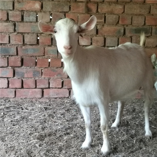 北京农家散养土波尔小山羊活体山羊肉新鲜整只羊现杀羊特产生鲜