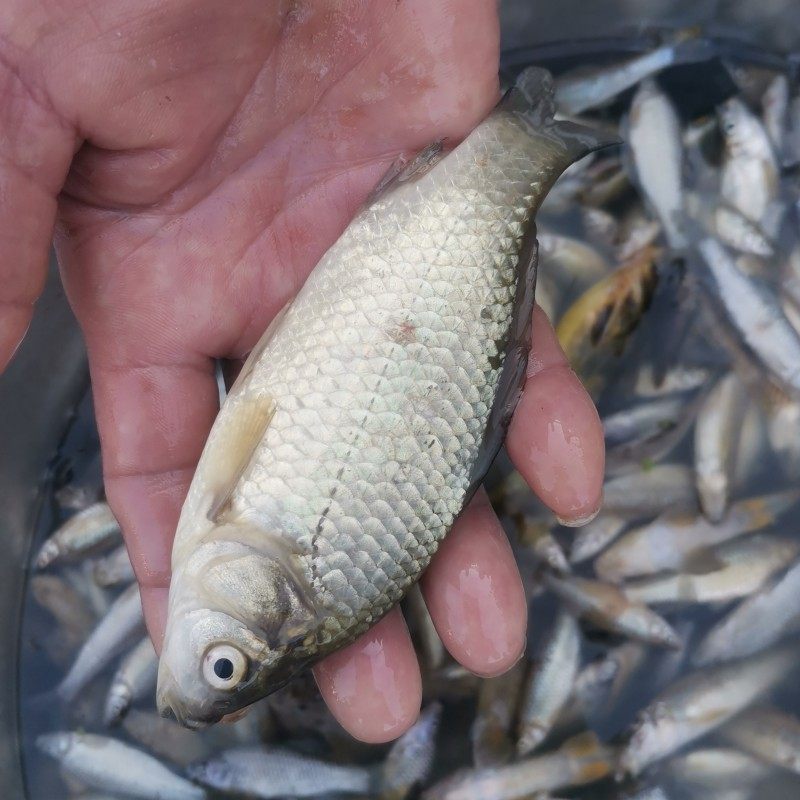 北京新鲜小鲫鱼新鲜活水库鱼现捞鲫鱼食用鲜活鱼下奶鱼鲫鱼特产