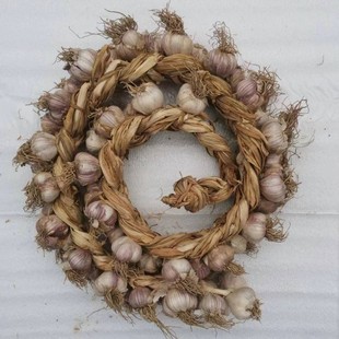 正宗北京四六瓣蒜紫皮六瓣蒜自种老品种大蒜新蒜辫子可蒜种腊八蒜