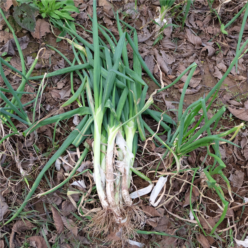 北京新鲜大葱新鲜蔬菜 调味品农家笨葱味道浓