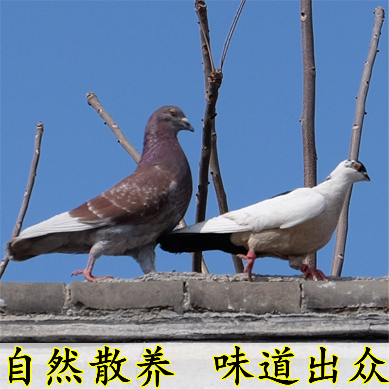 北京农家散养鸽子肉整只