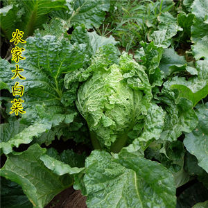 北京农家青菜蔬菜新鲜大白菜同城 当季冬储白菜特产北白菜3斤左右