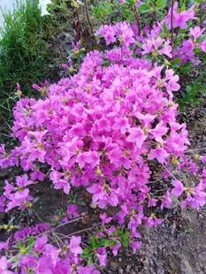 东北耐寒杜鹃花  东三省可种植  花期二十天左右 皮实好养 长势快