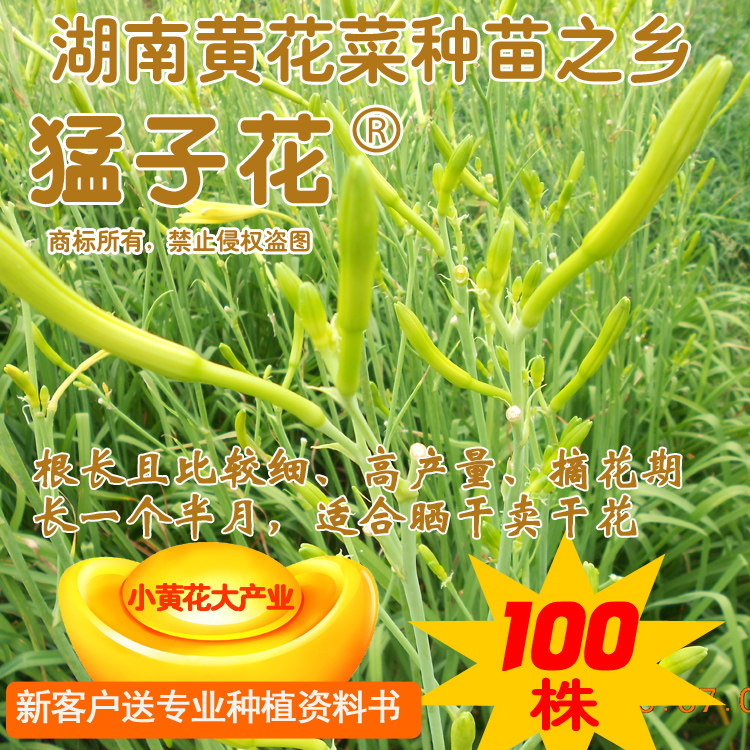 【猛子花】中熟食用黄花菜种子种苗金针菜/忘忧草/黄花菜种子苗根