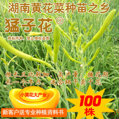 黄花菜种苗猛子花夏季多年生