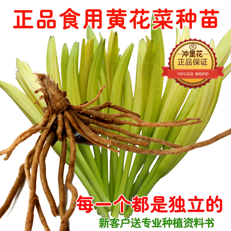 冲里花正品食用黄花菜种子种苗根金针菜忘忧草萱草花种子种苗根