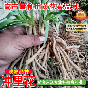 湖南冲里花黄花菜种苗种植苗食用金针菜根苗四季可种易种根粗高产