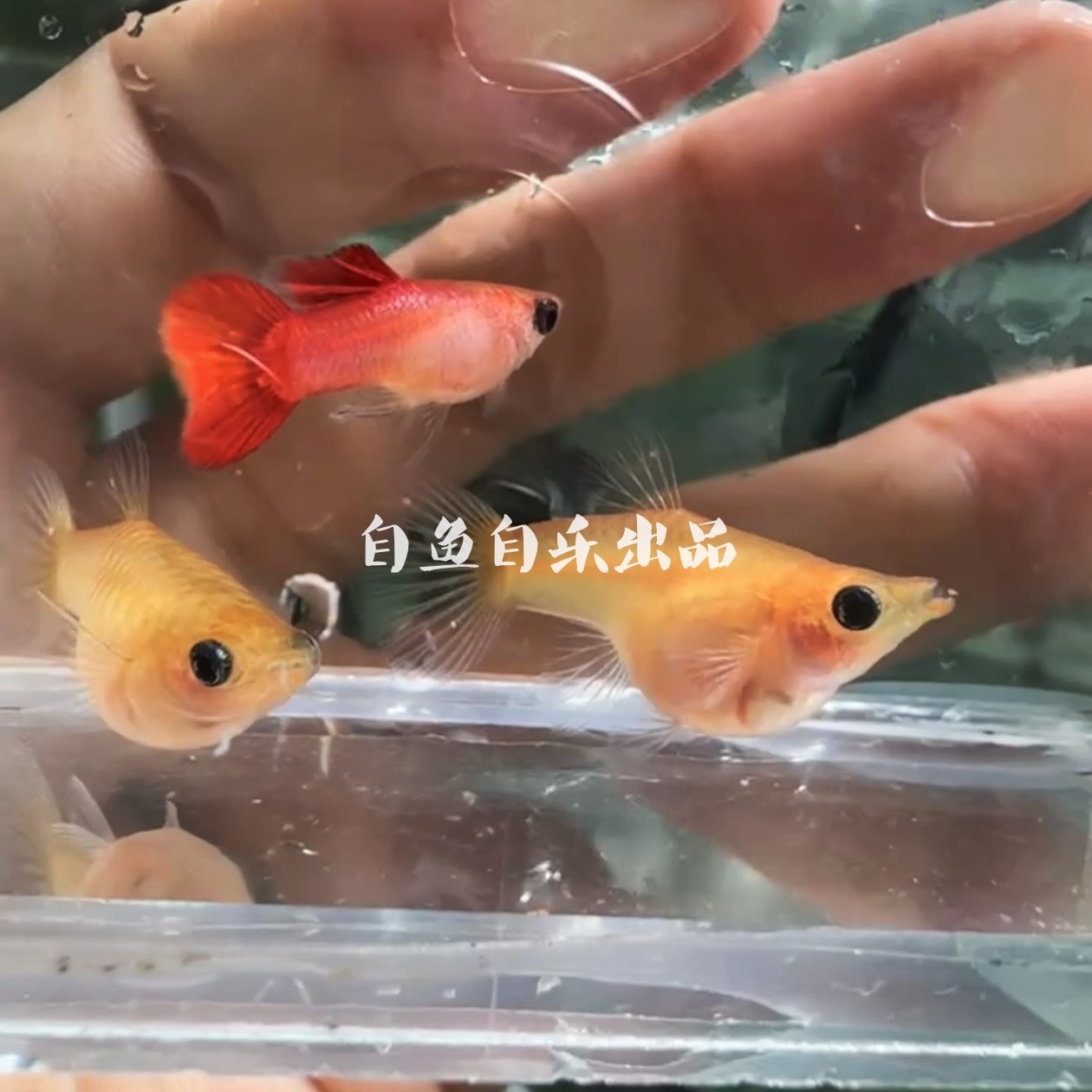 玻璃猫孔雀鱼合集 胭脂落日黄金红头幻彩稀有短球玻璃猫精品活体