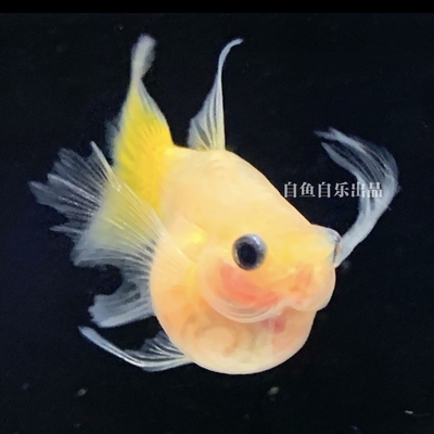 进口黄金玻璃猫孔雀鱼 深海蓝球体大C红头玻璃猫 家养热带观赏鱼