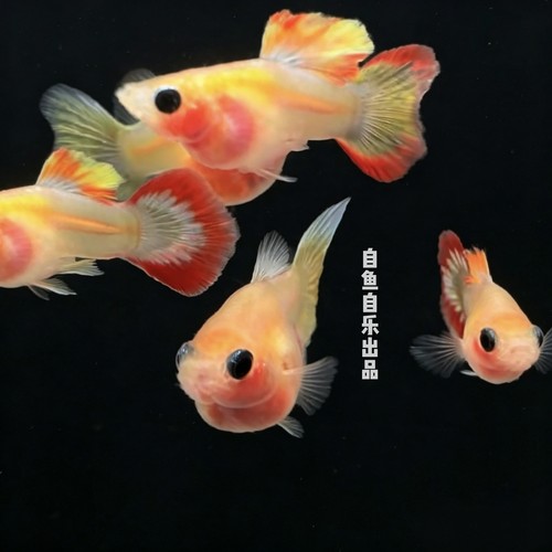 卡曼橘玻璃猫孔雀鱼苗淡水好养
