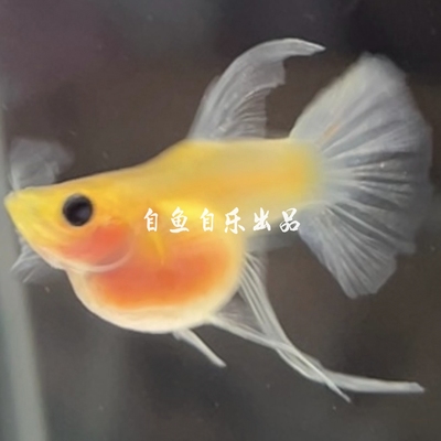 新品黄肉蓝礼服玻璃猫孔雀鱼黄金玻璃猫球体C小型热带进口观赏鱼