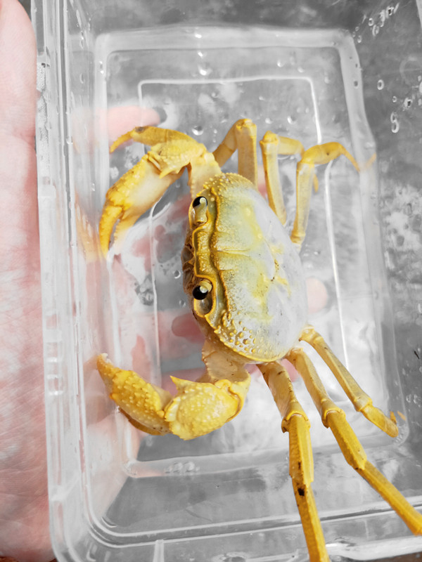 中印溪蟹印支溪蟹大型蟹淡水蟹白金印支紫色印支宠物蟹