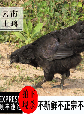 云南特产农家散养土鸡普洱老品种黑肉乌骨母鸡拍下现杀新鲜走地鸡