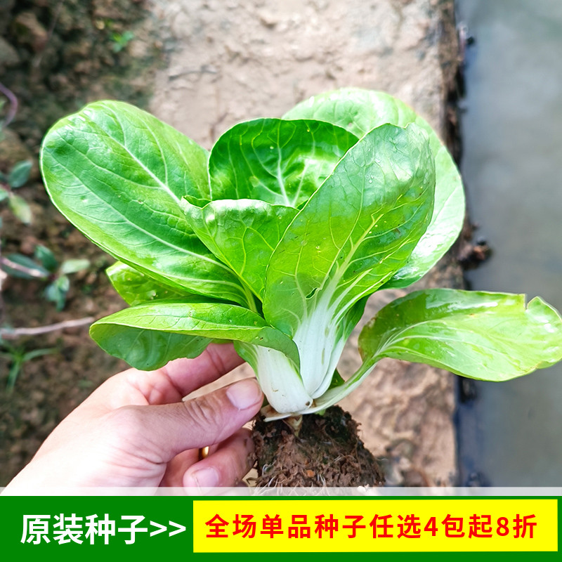 矮脚黄白菜籽油菜四季春秋冬播阳台盆栽菜园蔬菜种籽孑耐热小白菜-封面