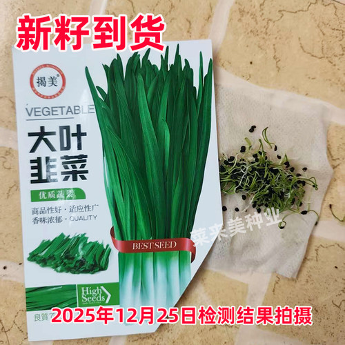 韭菜种子紫根宽叶韭菜籽春四季播种阳台盆栽菜园蔬菜种子韭菜根苗