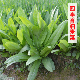 播种阳台盆栽菜园蔬菜种子孑 青油菜菜籽品种 四季 香油麦种子