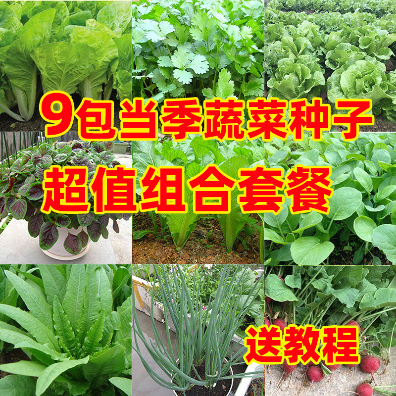 各种当季易种蔬菜种子超值套餐图片