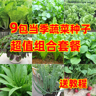 蔬菜种子小白生菜香黄瓜辣椒豆角空心苋丝苦瓜新籽孑春四季播大全