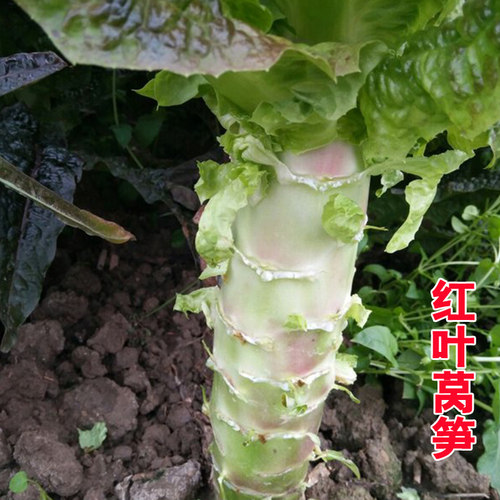 红叶莴笋种子秋冬种好吃易种