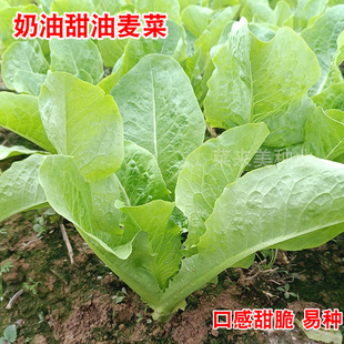 奶油甜油麦菜香油麦菜籽春秋冬四季高产耐寒庭院菜园蔬菜种孑种子