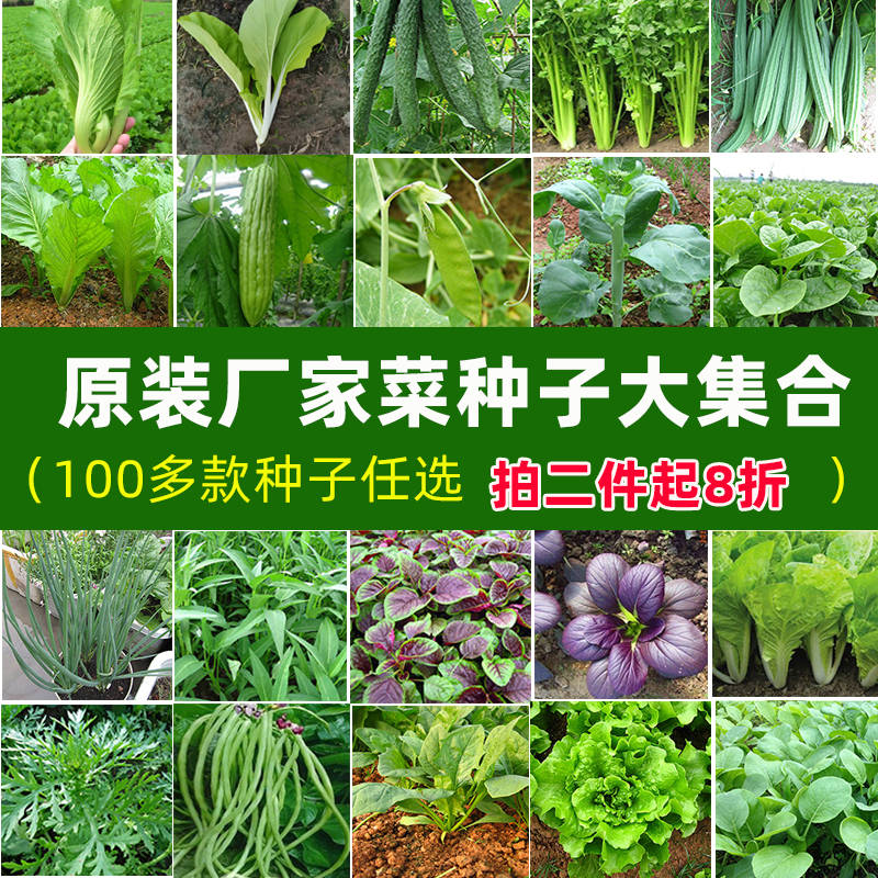 原装优质四季蔬菜种子大集合