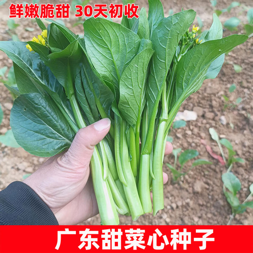 40/50/60/70/80天甜菜心质好产高